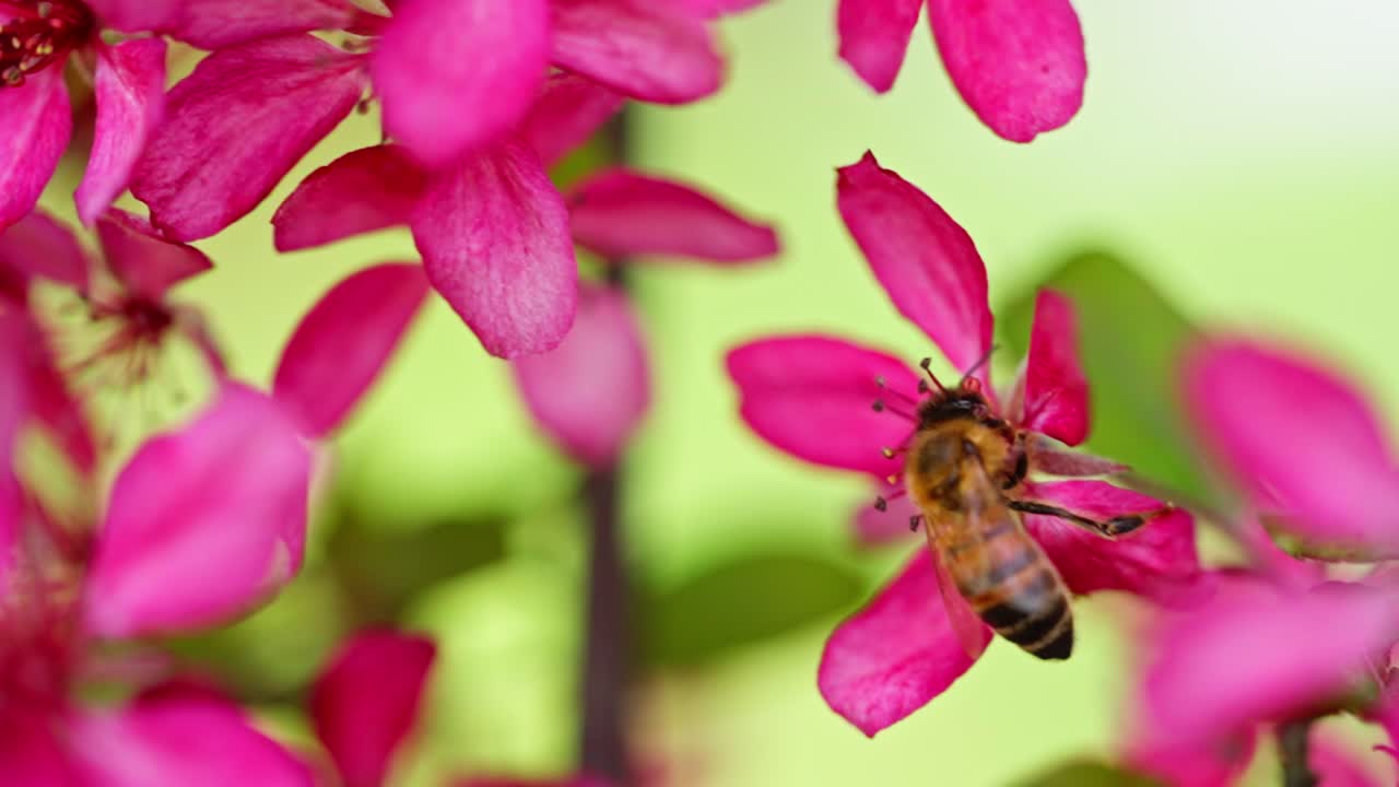 Honey bee feeding on pink wildflower in garden during bright spring afternoon