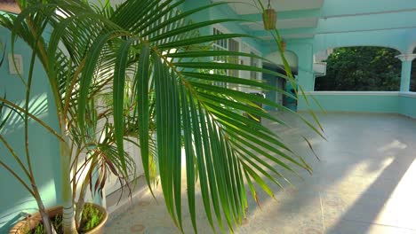 Exotic-small-plant-in-a-turquoise,-quiet-building-with-sunbeam,-Mexico