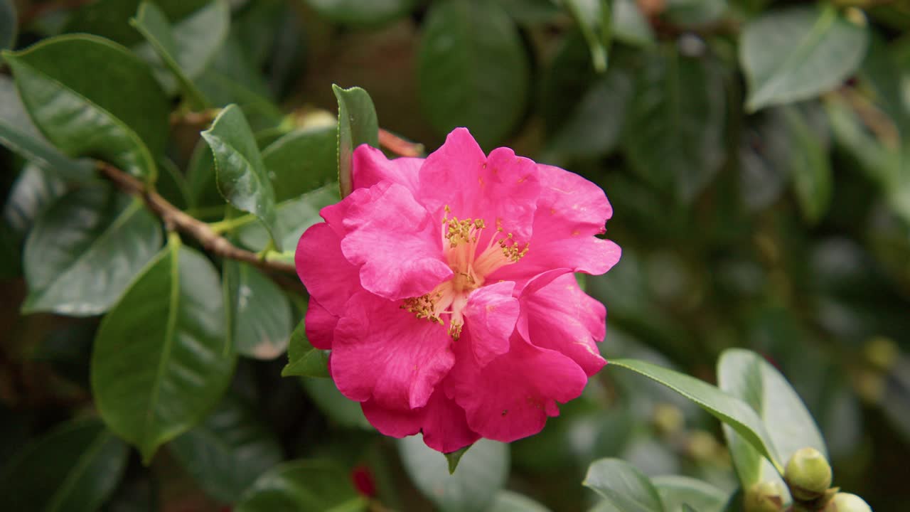 A vibrant camellia in full bloom with soft petals and rich details. Captured in 4K slow motion, this shot showcases the elegance of nature and botanical beauty.