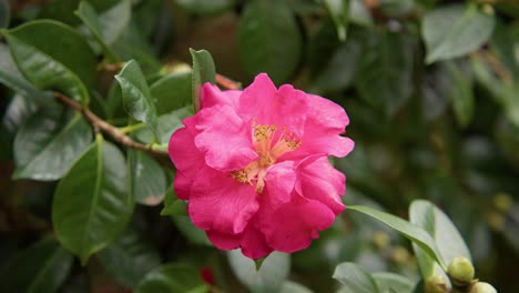 a vibrant camellia in full bloom with soft petals and rich details. captured in 4k slow motion, this shot showcases the elegance of nature and botanical beauty.