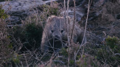 wombat hiding in its hole