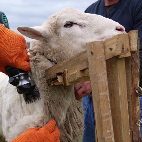 sheep is cutting by electric clipper. shearing sheep is process by which woollen fleece of sheep is cut off. adult sheep is shorn once each year