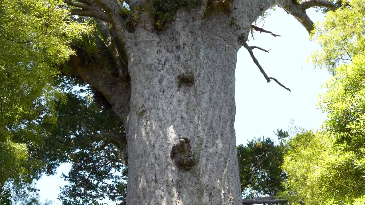 Tāne Mahuta, l'enorme albero kauri nella foresta di Waipoua, Northland, Nuova Zelanda, che mostra il suo tronco immenso e la sua chioma imponente nella foresta nativa, ripresa a mano che rivela dall'alto verso il basso.