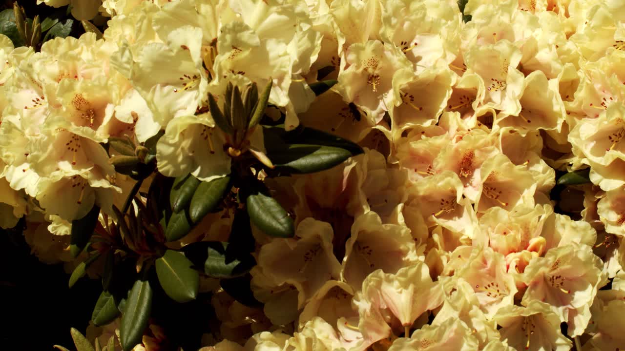 범블비는 아름다운 노란색 꽃을 수분하고, 핸드헬드 샷을 닫습니다.