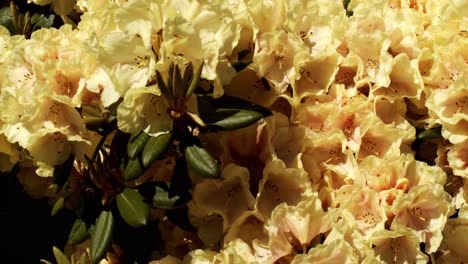 abejorro polinizando hermosas flores amarillas, primer plano de mano