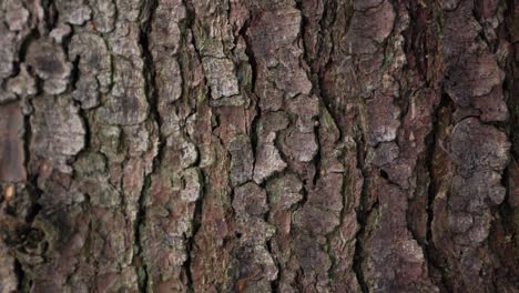 close-up-view-of-white-pine-tree-trunk-bark