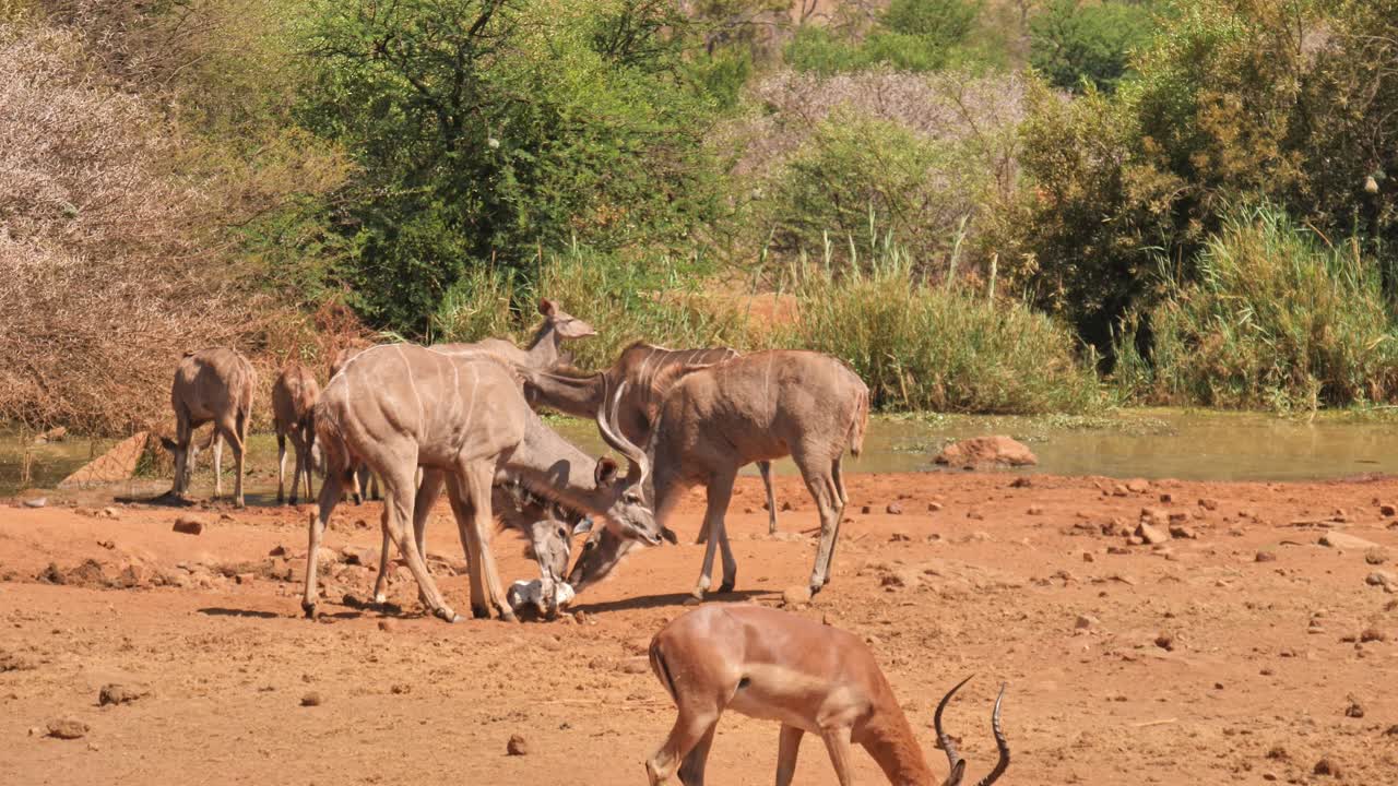 아프리카 의 물 웅이 에서 안로프 와 임팔라
