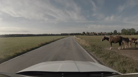 Driving-at-a-rural-road-passing-by-some-horses-next-to-the-street-at-a-summertime-landscape-under-a-blue-sky