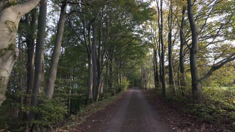 With each step the daylight fades, guiding through the forest shades