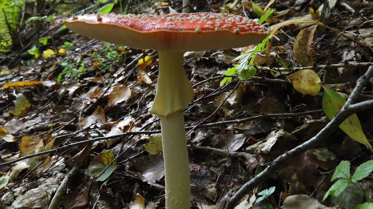 Amanita muscaria mushroom