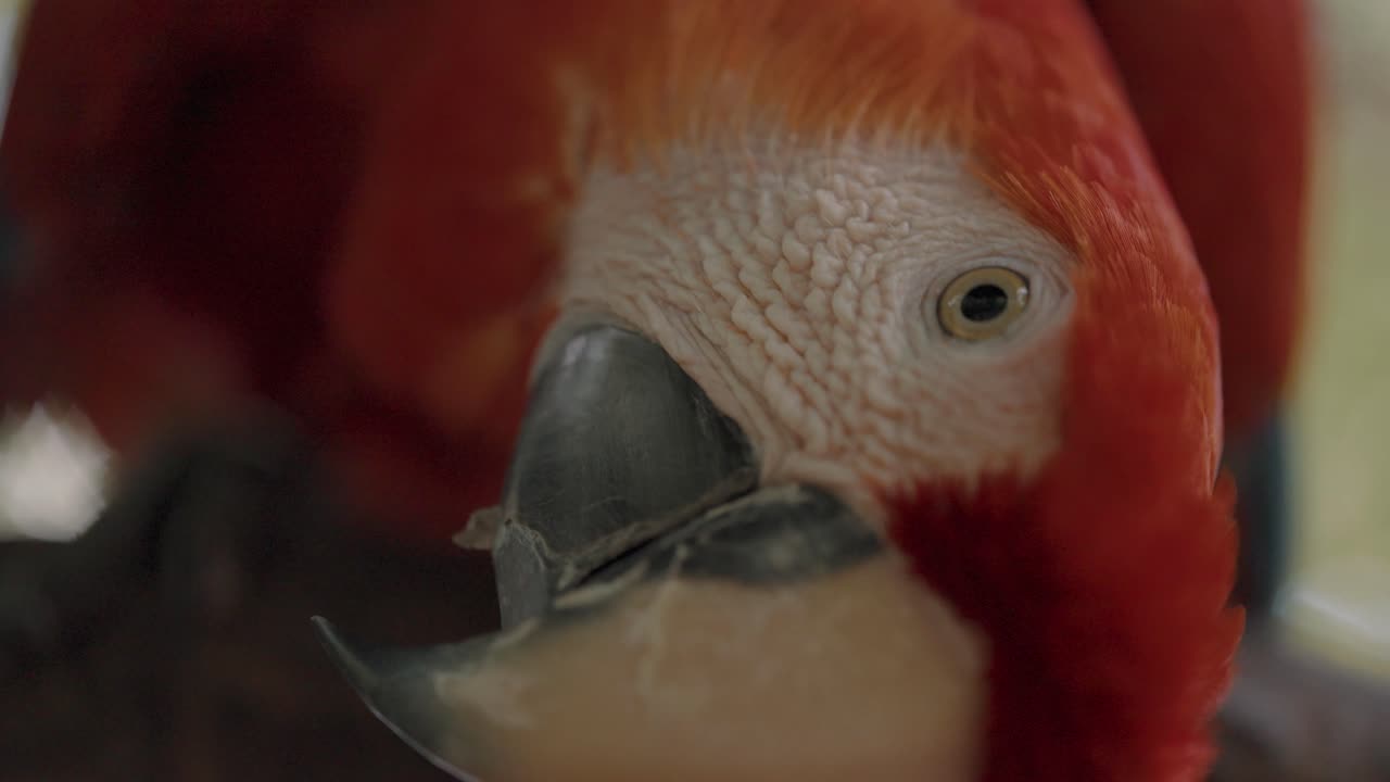 cerca de la cabeza de una guacamaya roja con los ojos abiertos