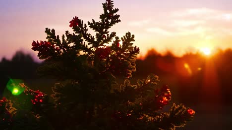 la puesta de sol arroja un brillo cálido detrás de un pequeño pino adornado con bayas rojas, creando una atmósfera serena de la noche