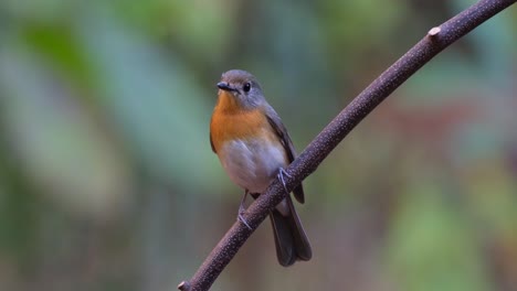 Mit-Dem-Blick-Nach-Links-Schaut-Man-Sich-Um,-Während-Man-Auf-Einer-Diagonalen-Stange-Sitzt,-Indochinesischer-Blauer-Fliegenschnäpper-(Cyornis-Sumatrensis),-Weibchen,-Thailand