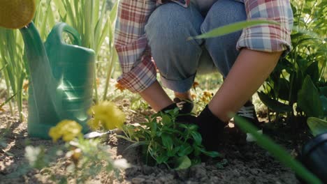 gardener planting in ground in the flowerbed