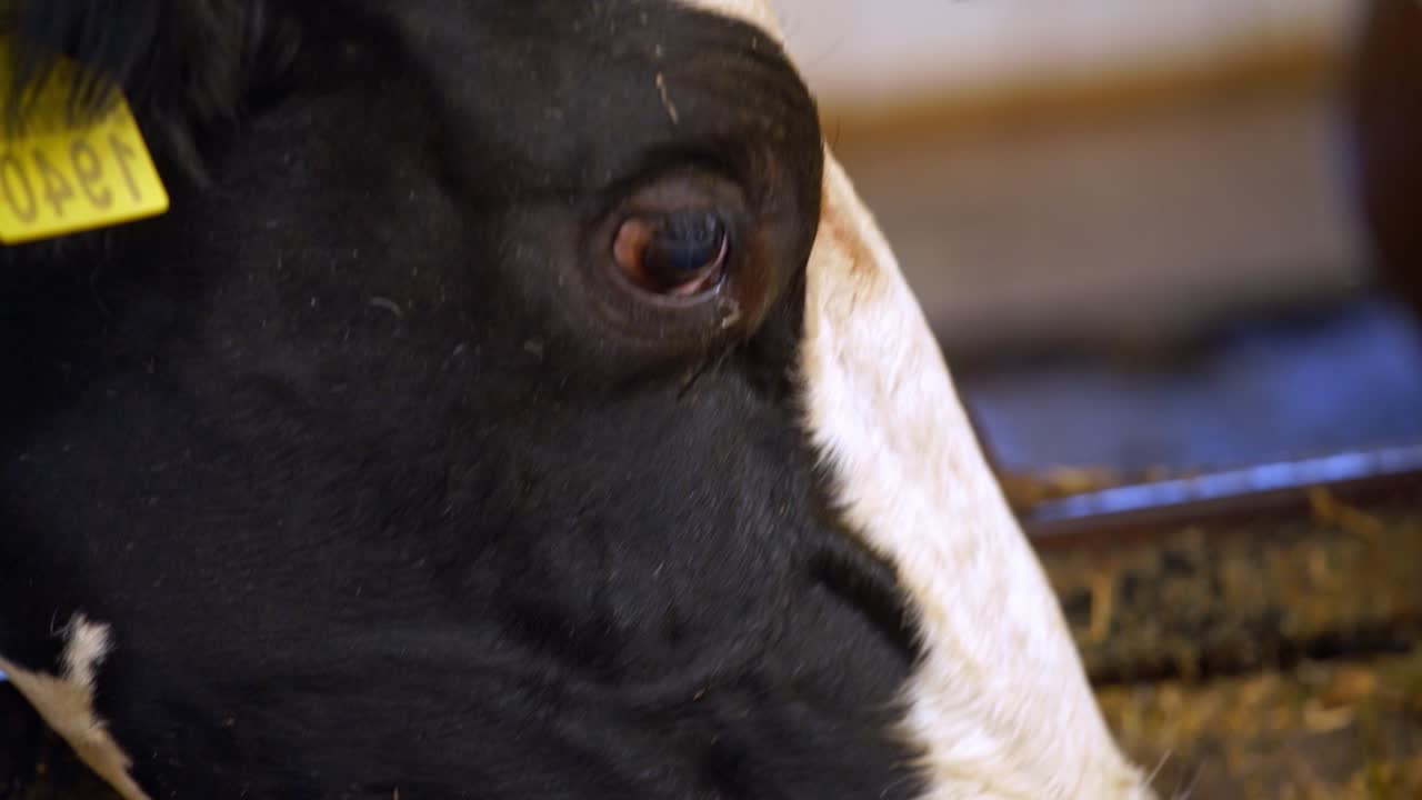 Feed food for herd cow. Organic milk farm feeding a cow with hay