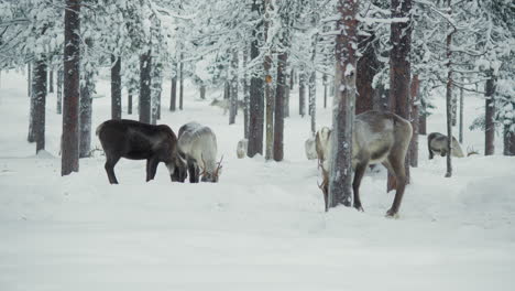 reindeer herd pasturing and eating in a snowy forest in finnish lapland