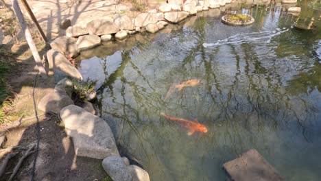 koi fish swimming peacefully in a serene pond