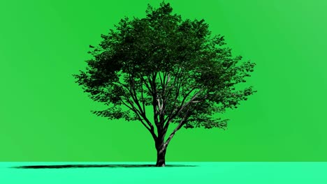 solitary tree on a green background