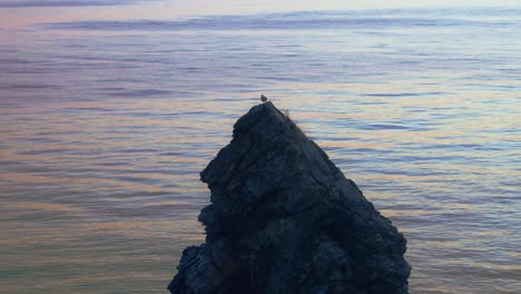 seagull on a rock near the sea