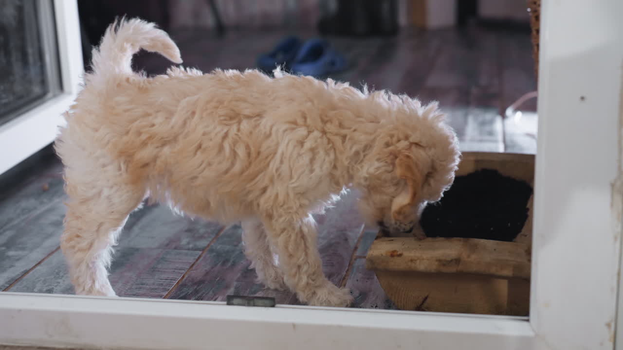 Maltese puppy curiously biting edge of wooden pot filled with dark potting soil while standing near open doorway on rustic indoor floor, displaying playful behavior in bright cozy home setting