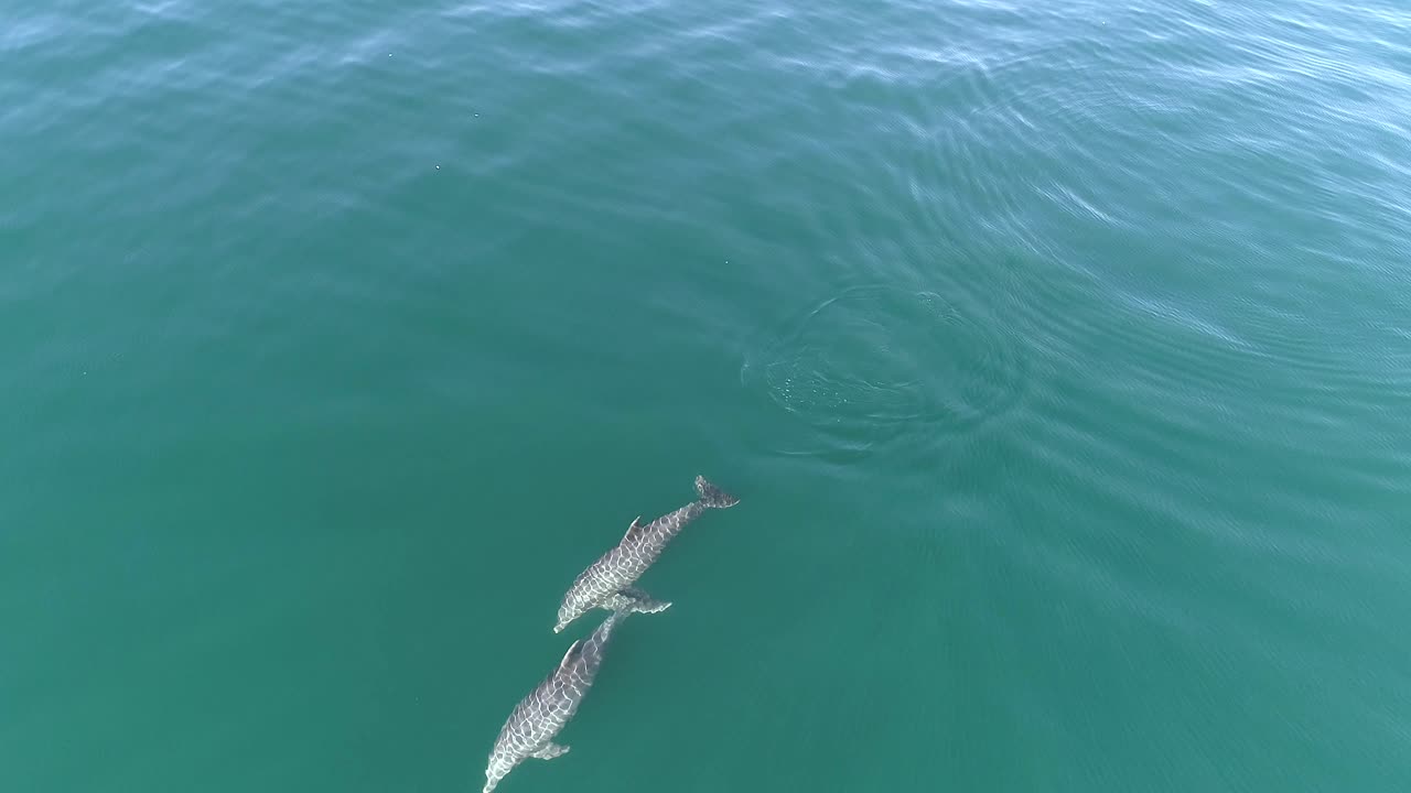 par de delfines saliendo a la superficie