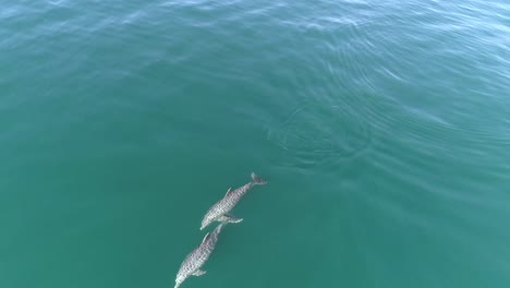 par de delfines saliendo a la superficie