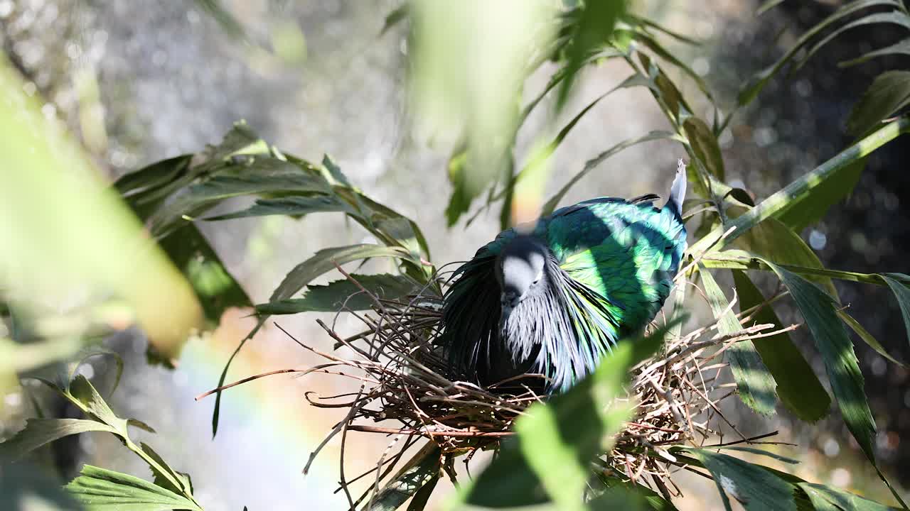 동물원 의 둥지 에서 휴식 하는 니코바르 비둘기