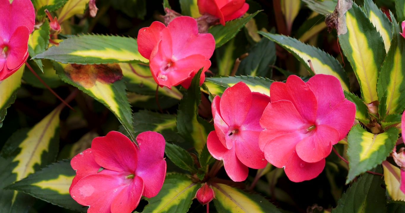 Fiore di Impatiens rosa nei Giardini Butchart di Victoria, Columbia Britannica, Canada