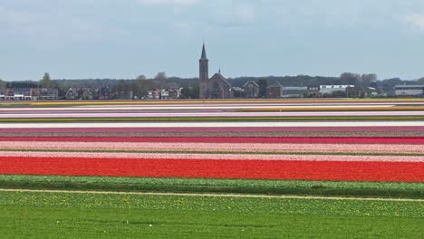 Impresionante-Vista-Aérea-De-Coloridos-Campos-De-Tulipanes-Con-La-Ciudad-De-Lisse-Al-Fondo,-Países-Bajos