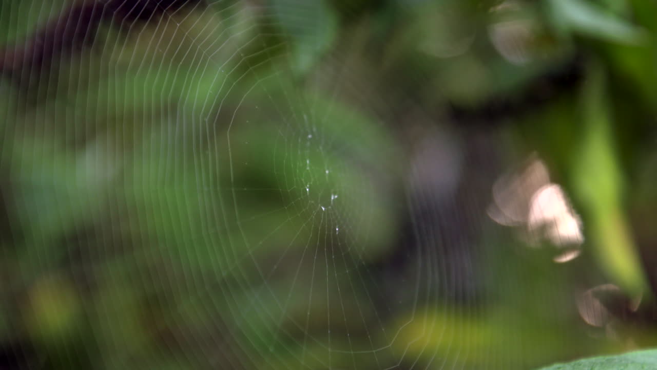 Close up of thin spider web amongst plants