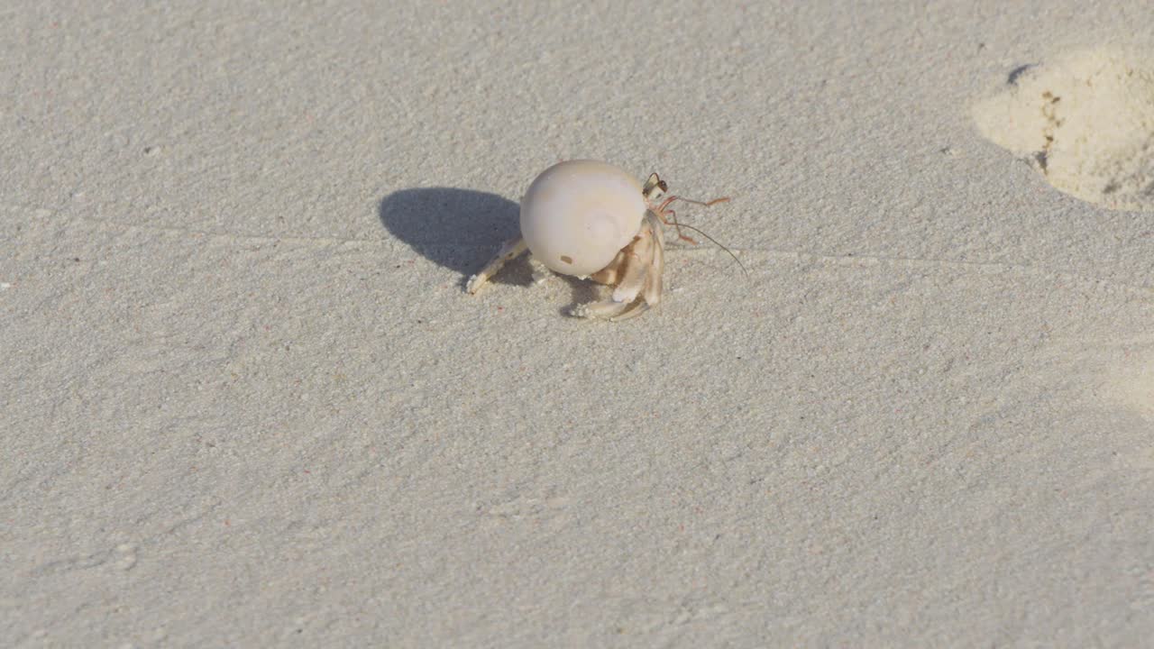Hermit Crab on a Sandy Beach with Footprints