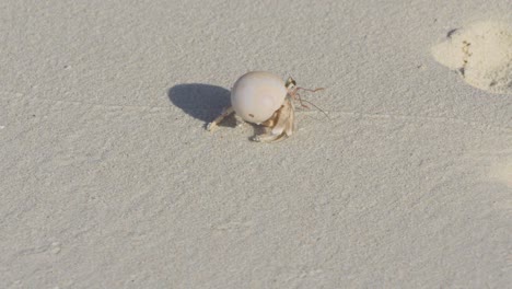 hermit crab on a sandy beach with footprints