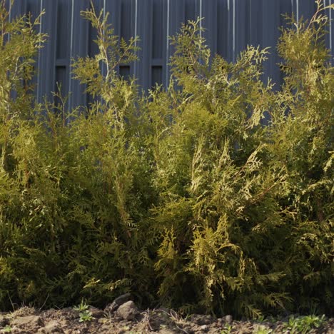 Eine-Reihe-Grüner-Thuja-Wird-In-Einer-Reihe-Entlang-Des-Grauen-Zauns-Gepflanzt