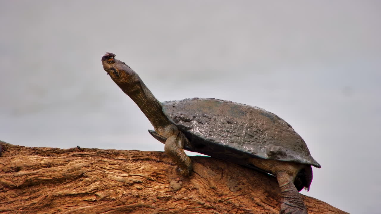 A quirky moment that shows a long-necked terrapin with a fly on its head stretches while basking on a log