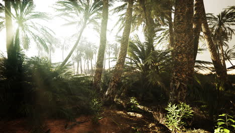 the palms oasis trail is one of many popular hikes in national park