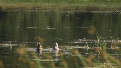 Zwei-Enten,-Die-In-Einem-Teich-Essen