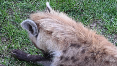 a hyena licks its paws, lying in the grass