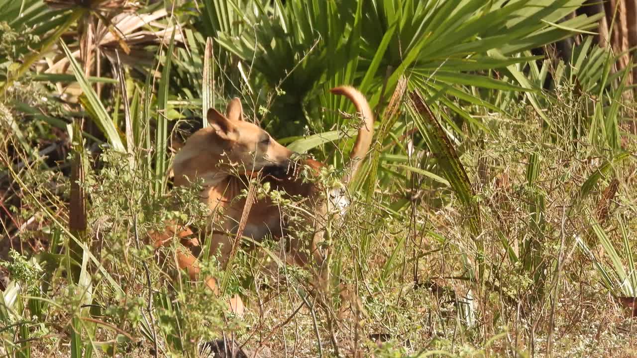 엄마에게 우유를 보답하는 강아지
