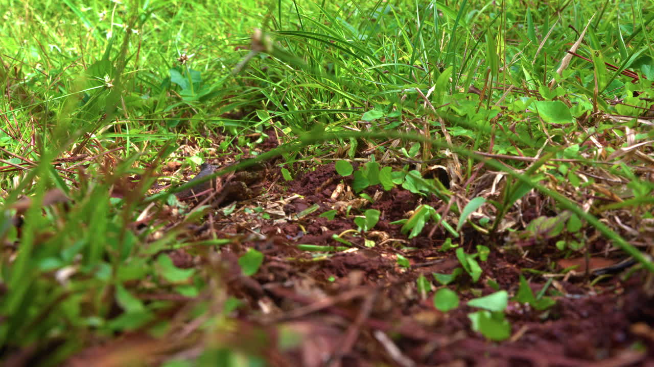 Slow motion shot of red ants carrying leaves back to their colony in Gamboa
