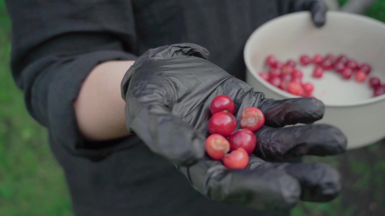 Nahaufnahme einer behandschuhten Hand, die verdorbene Kirschen neben einer Obstschale hält.