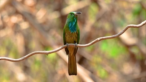 the blue-bearded bee-eater is found in the malayan peninsula including thailand at particular forest clearings