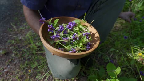 Mann-Pflückt-Selfheal-Und-Legt-Es-In-Den-Korb