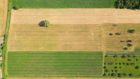 Agricultural-field-aerial-shot