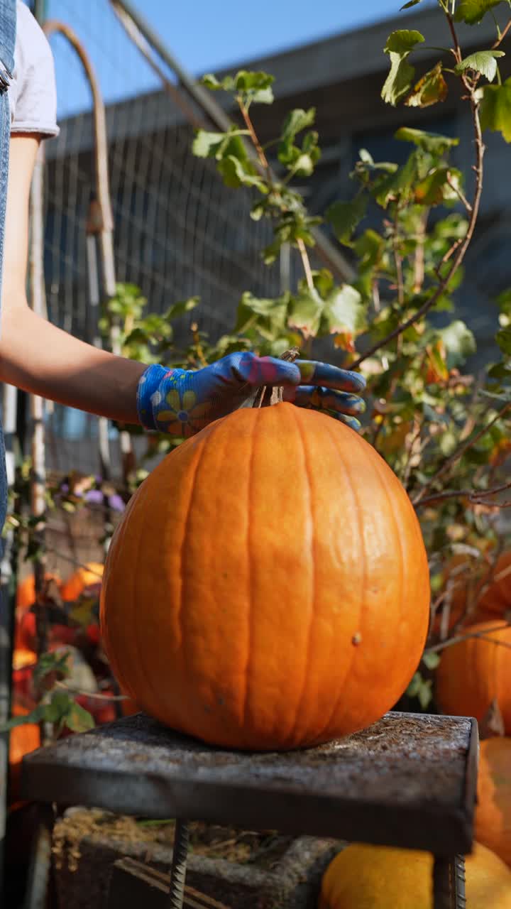 una mujer recogiendo una calabaza.