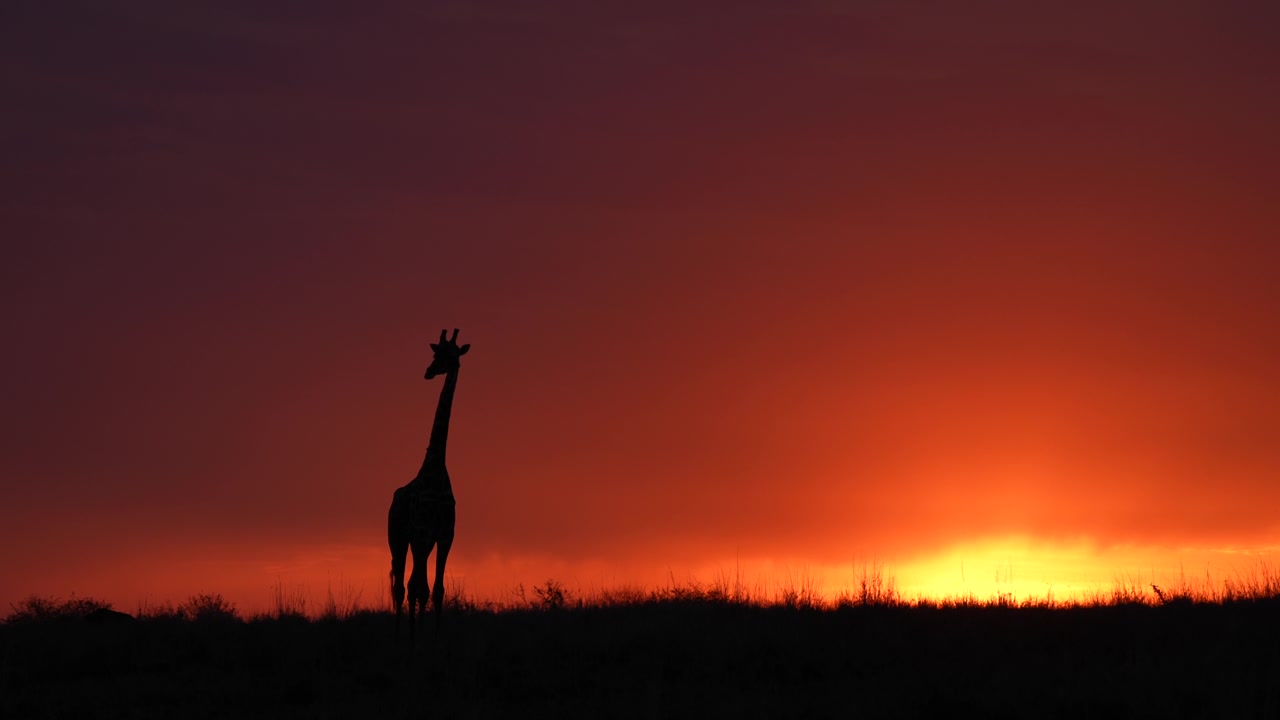 Giraffa selvatica solitaria in silhouette contro un tramonto africano incandescente sulle pianure aperte della savana.