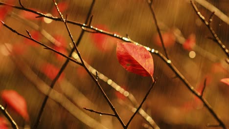 Primer-Plano-De-La-Lluvia-De-Otoño