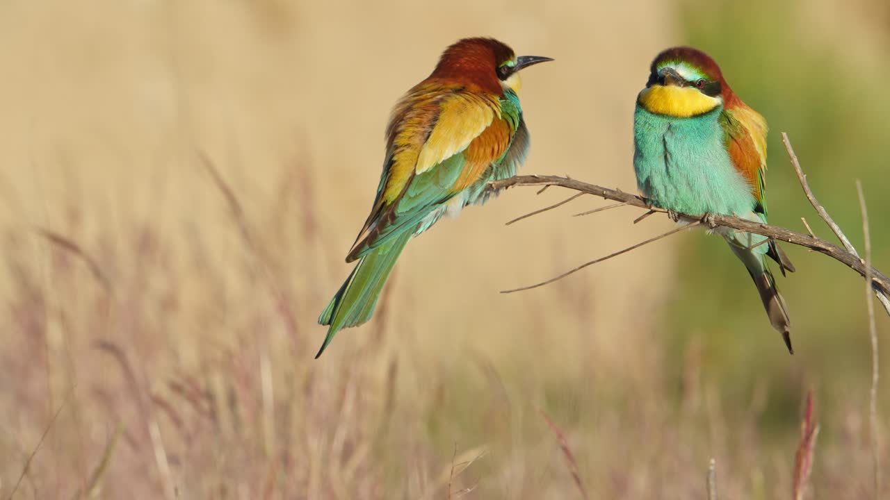 Un paio di gruccioni che si crogiolano al sole nascente in una soleggiata mattina di primavera, in Spagna, in una foresta mediterranea.
