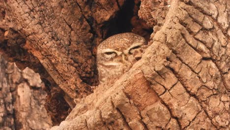 Little-owl-in-tree---wood--eyes-