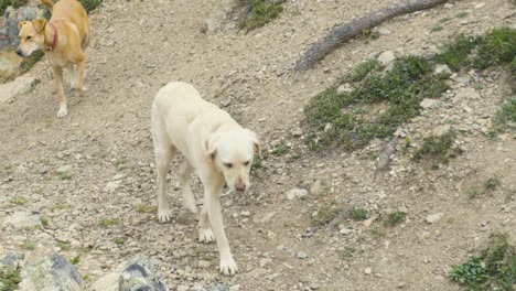 A-white-dog-in-Jasper-National-Park-in-Canada