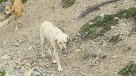 un perro blanco en el parque nacional de jasper en canadá